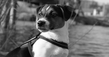 (c) Jackrussell-terrier.at