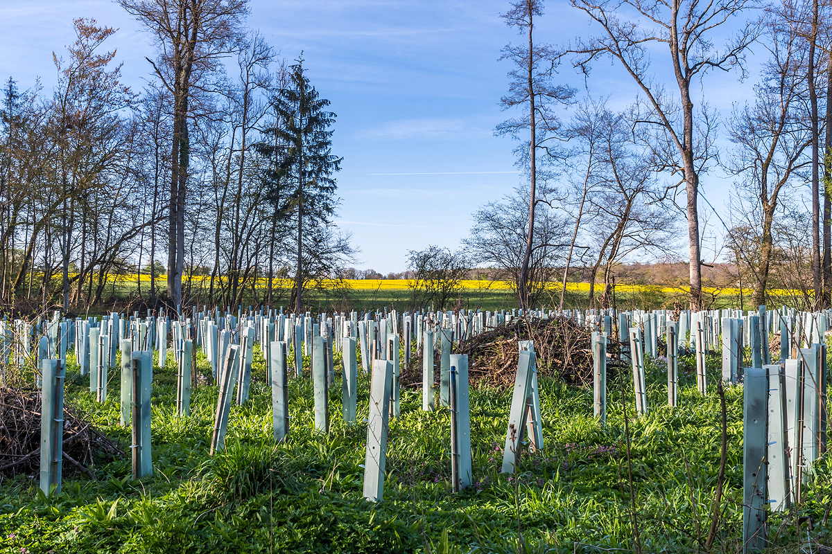Wiederaufforstung in Deutschland: Wie aus Schadflächen wieder Wald wird